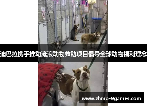 迪巴拉携手推动流浪动物救助项目倡导全球动物福利理念